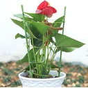 Bradas TYRP75 Στηρίγματα Φυτών 75cm με Δακτύλιο Στήριξης