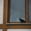 Bradas Crow Bird Repellent Decoy 0.24 x 0.24 m (BR101)