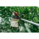 V-series Fruit Picker with Telescopic Handle 3.6 m - Bradas (KT-V1531-360)