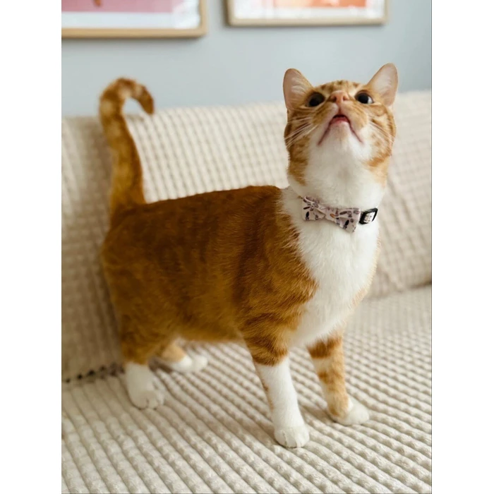 Zolux Chatouille Beige Cat Collar