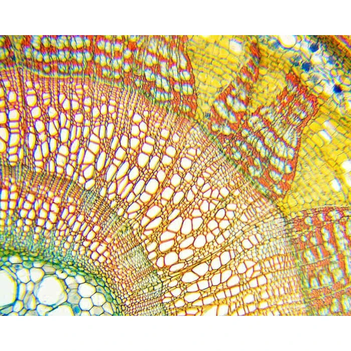 Delta Optical Biological Educational Microscope DO-3210