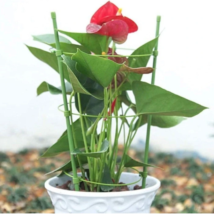Bradas TYRP75 Στηρίγματα Φυτών 75cm με Δακτύλιο Στήριξης