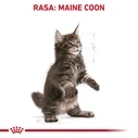 Ξηρά Τροφή Γάτας Royal Canin Maine coon FBN Kitten 400g