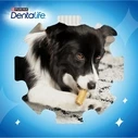 Ξηρά Τροφή Σκύλων Purina Dentalife Extra Mini - Dental snack for dogs - 69 g