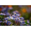 Samyang AF 2,8/60-180mm FE (Sony E) Schneider Kreuznach - Φακός