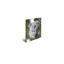 HERMA Φάκελος Συλλογής A4 Glossy Koala (Polypropylen)