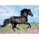 Παζλ Ravensburger 12803 Black Stallion XXL 200 Τεμάχια