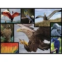 Παζλ Ambassador Birds 1000 Pieces