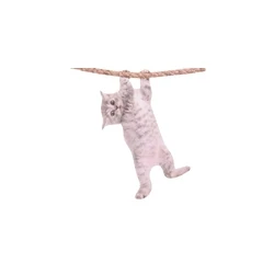 ThumbsUp! Αυτοκόλλητο Παραθύρου 'Γάτα' (Ride With Hanging Cat)