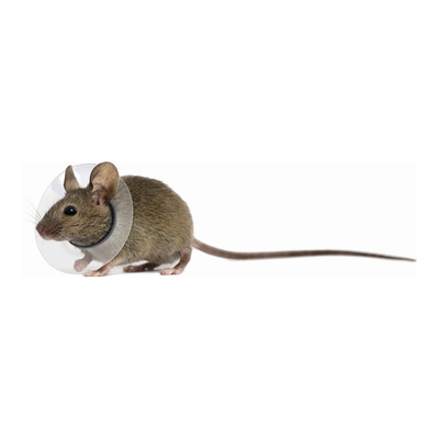 Product Elizabethan Rodent Collar KVP Διαφανές (2,5 - 3,2 cm) base image