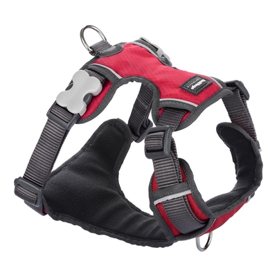 Product Λουρί Σκύλου Red Dingo Γεμισμένο Κόκκινο Μέγεθος XS base image