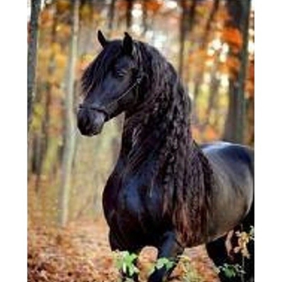 Product Παιδικές Χειροτεχνίες Norimpex Diamond Mosaic - Black Horse base image