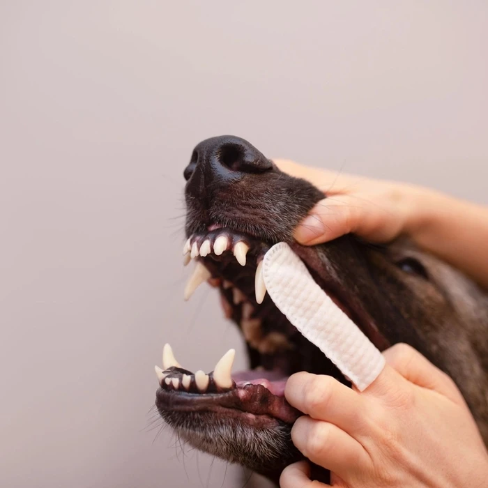 Καθαριστικά Σκύλου Vetexpert Caryodent Finger Wipes - dog vitamins - 100ml