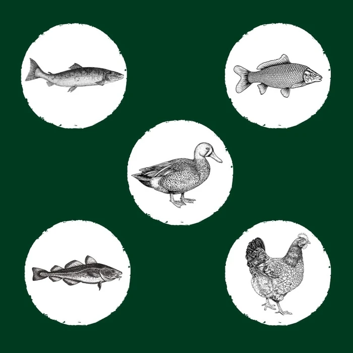 Ξηρά Τροφή Γάτας Eden Original Cousine 10 kg