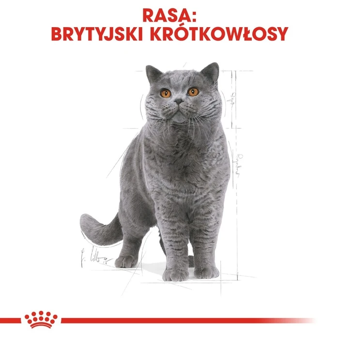 Ξηρά Τροφή Γάτας Royal Canin FBN British Shorthair Adult dry cat food - 10 kg