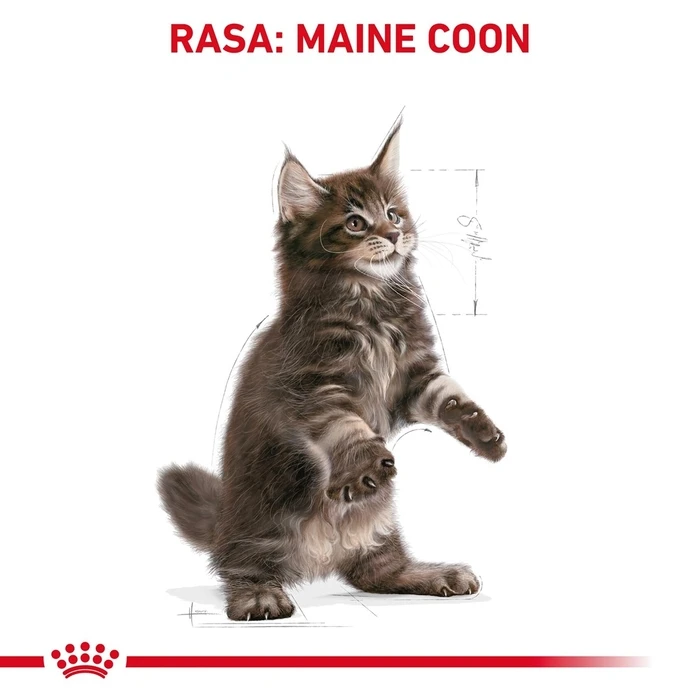 Ξηρά Τροφή Γάτας Royal Canin Maine coon FBN Kitten 400g