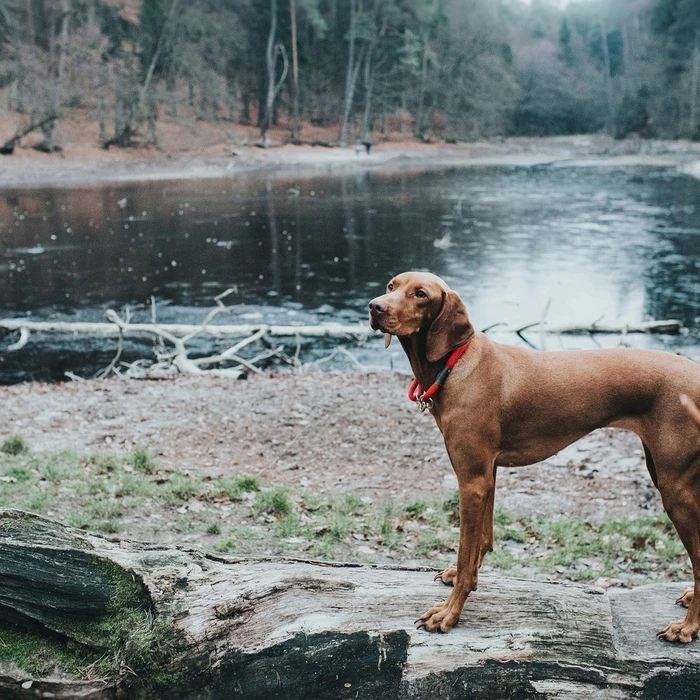 Κολλάρο Σκύλου Hunter OSS Κόκκινο (35 cm)