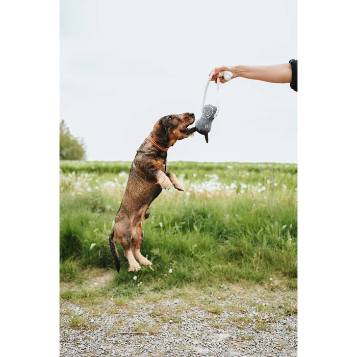 Παιχνίδι για Σκύλους Hunter NEBRASKA Μπλε Πρόβατο