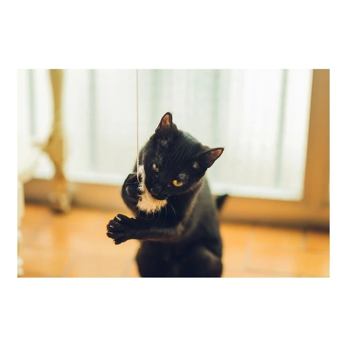 Μπαστούνι για Γάτες Gloria Gaud? Ξύλο Πομπώματα (6 cm)